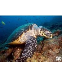 گونه لاکپشت پوزه عقابی Hawksbill Turtle